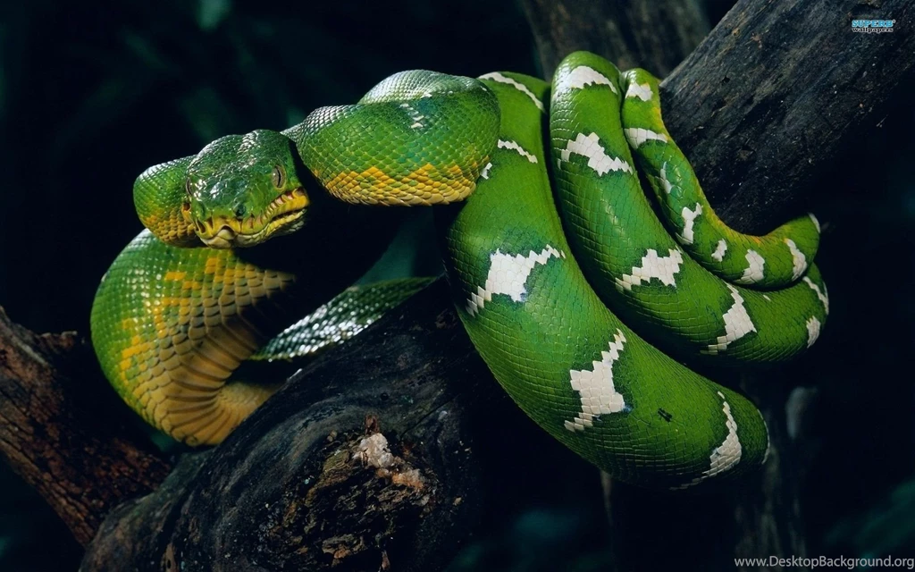 Soccer Fieldgreen Snake Wallpaper Images Ndemok.com