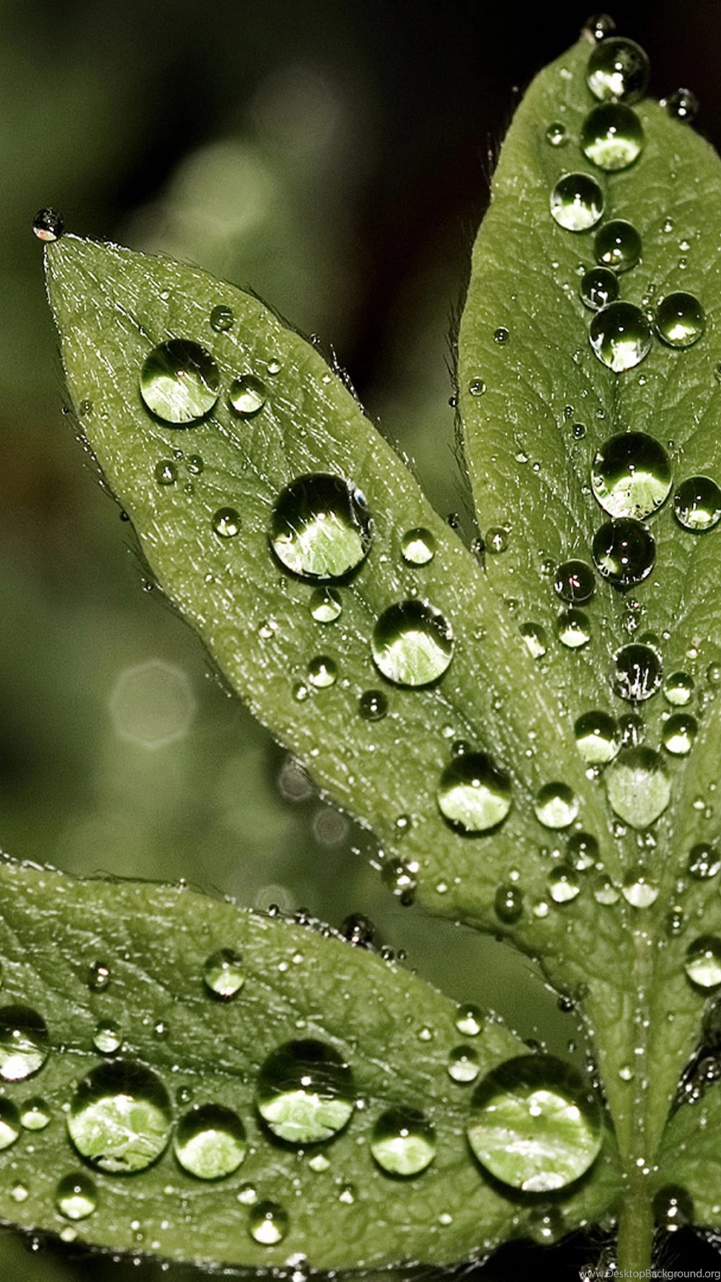 Water Drops Wallpapers For Galaxy S6