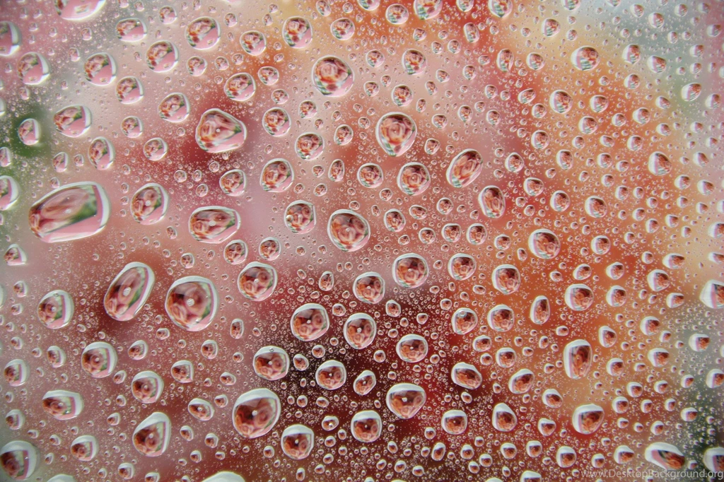 TextureX Floral Water Droplets Wallpaper Backgrounds Wet Drop City Texture.jpg