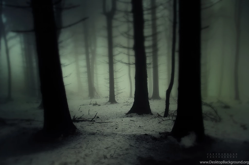 Dark Forest Wallpapers HD Pictures