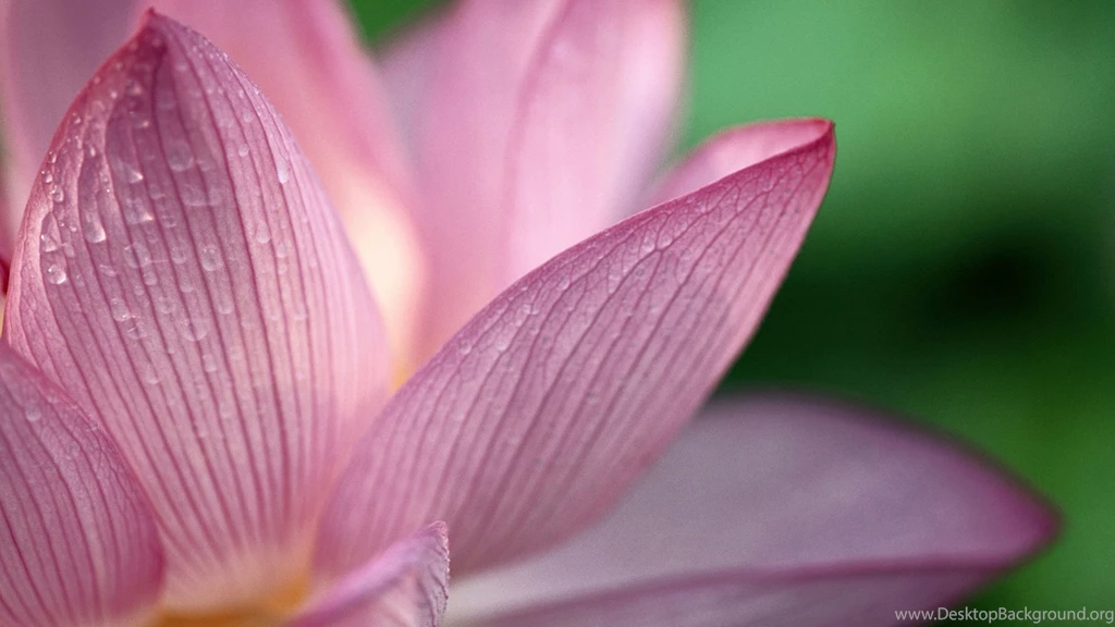 Cute Pink Flowers Backgrounds