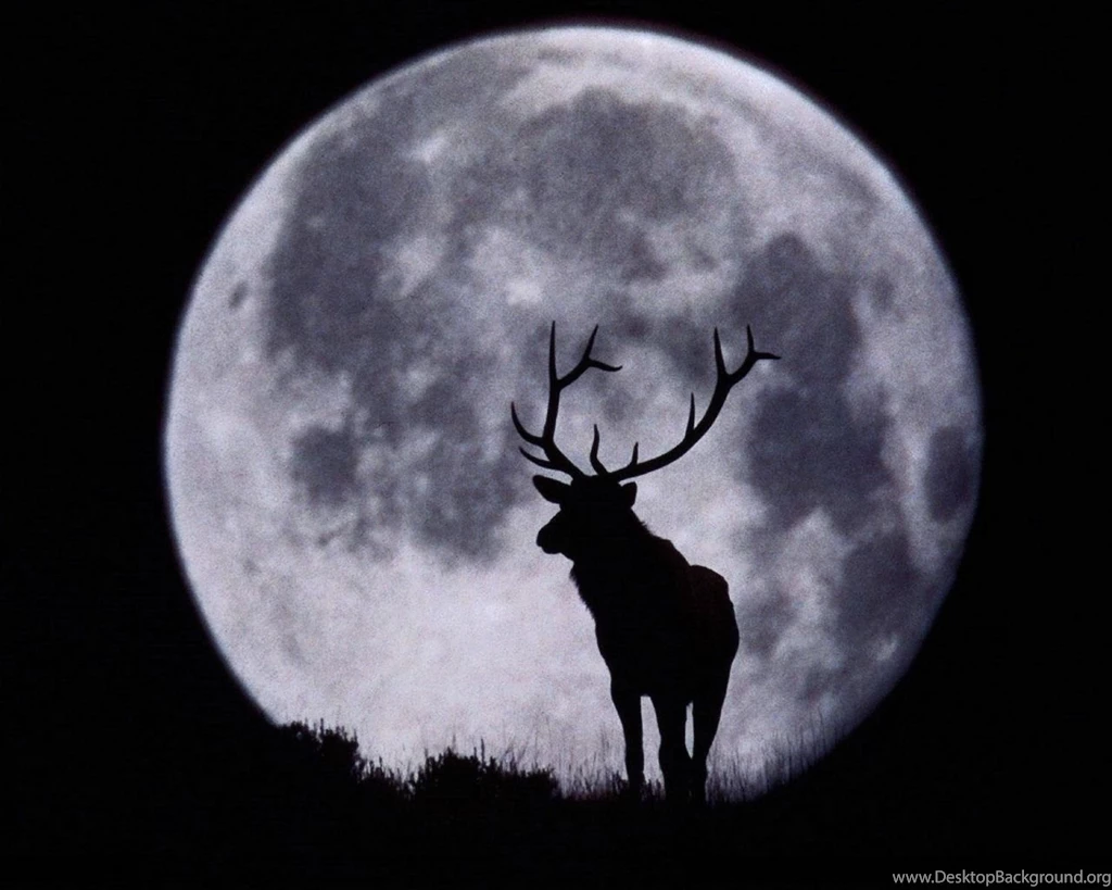 Wallpapers Pictures Of Animals Wallpapers Cave