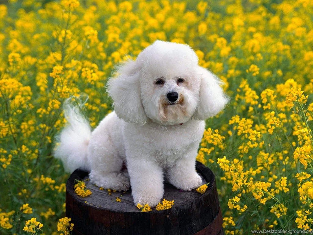 Dog_desktop_wallpapers_animals.jpg
