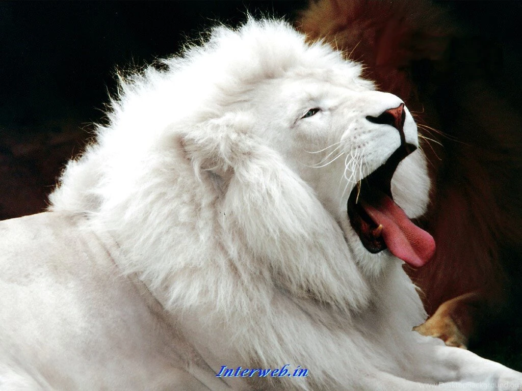 49682d1299022655 animals wallpaper animals wallpapers white lion rare wallpapers.jpg