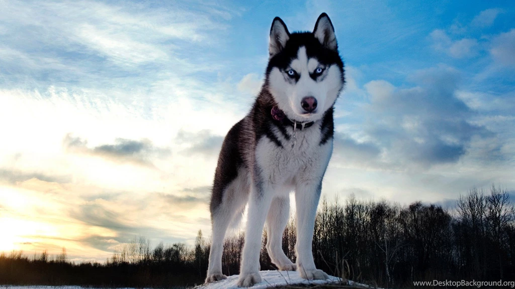 Wild Animals Wallpapers HD