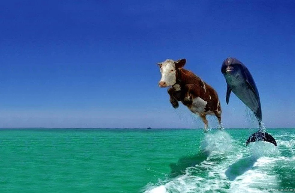 Wallpapers Animals