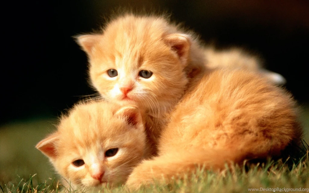 Cute Wallpapers Of Animals