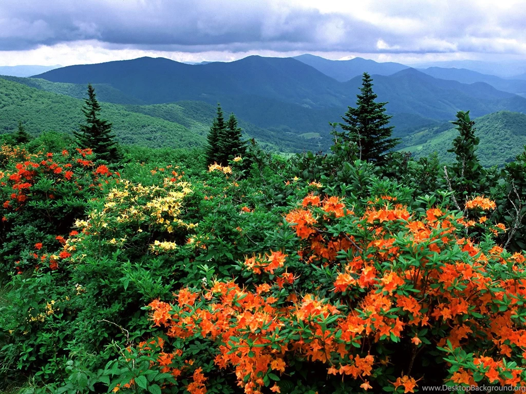 Free HQ Flame Azaleas In Bloom Appalachian Trail North Carolina ...