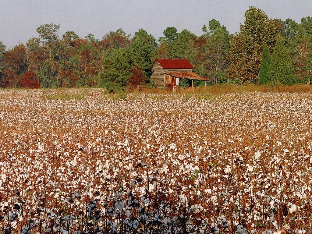 North Carolina Cotton Field Farms Buildings And Landmarks ...
