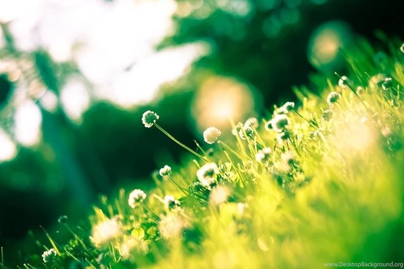 Green Nature HD Wallpapers Android Apps On Google Play
