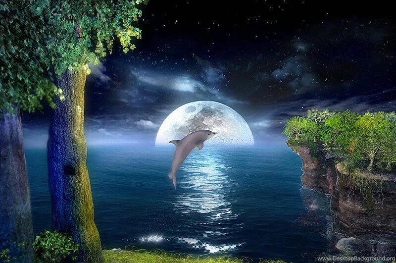 3d Dolphins