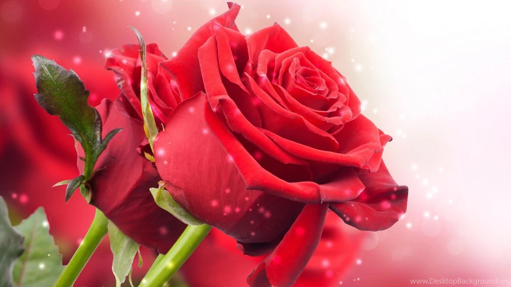 Wallpapers Rose