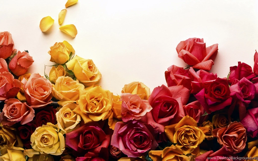 Rose Flower Wallpapers High Definition