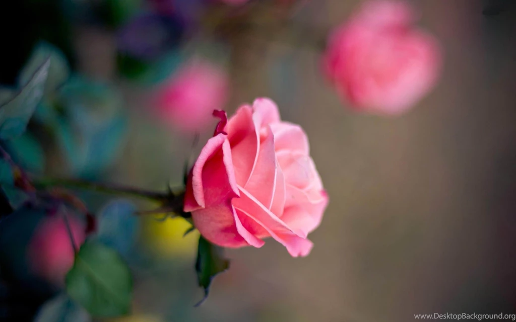 Rose Baclgrounds For Desktop