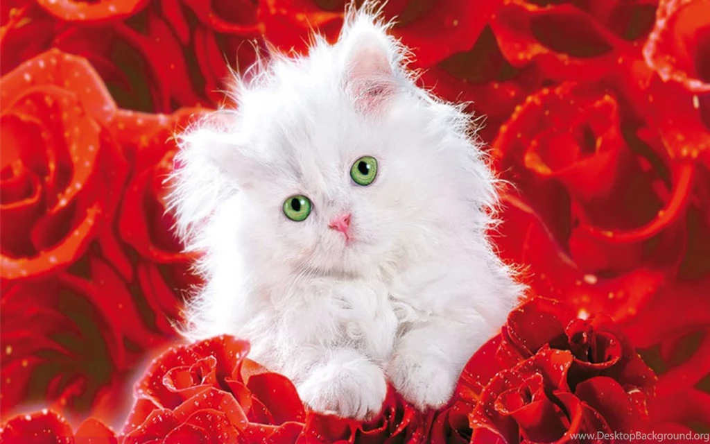 Beautiful Wallpapers Pretty Rose