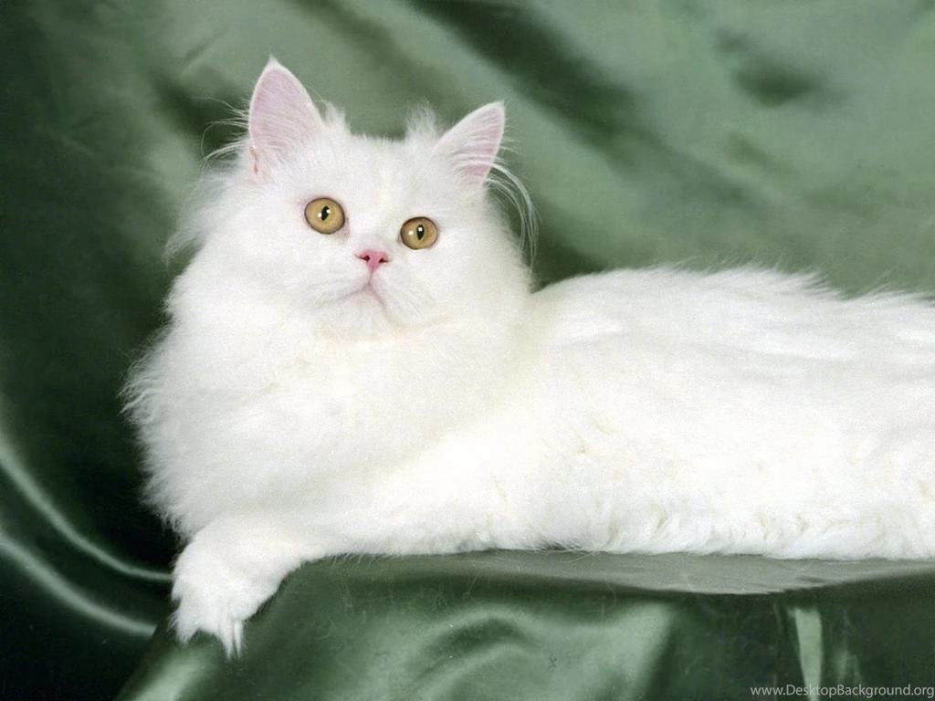 Free Cat Wallpapers For Mobile, Wallpaper, Free Cat Wallpapers For ...