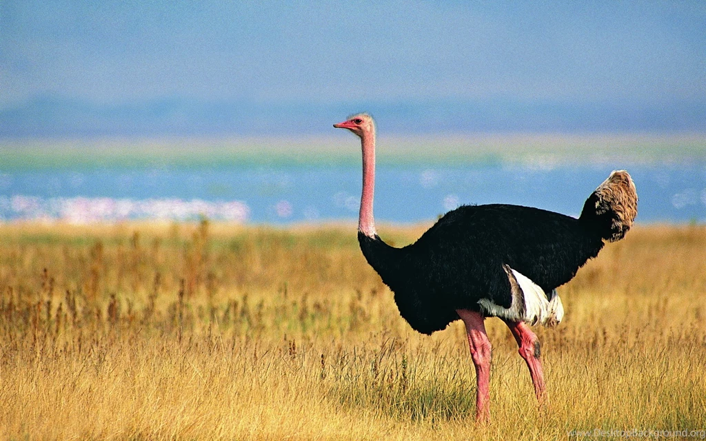 14 Ostrich HD Wallpapers