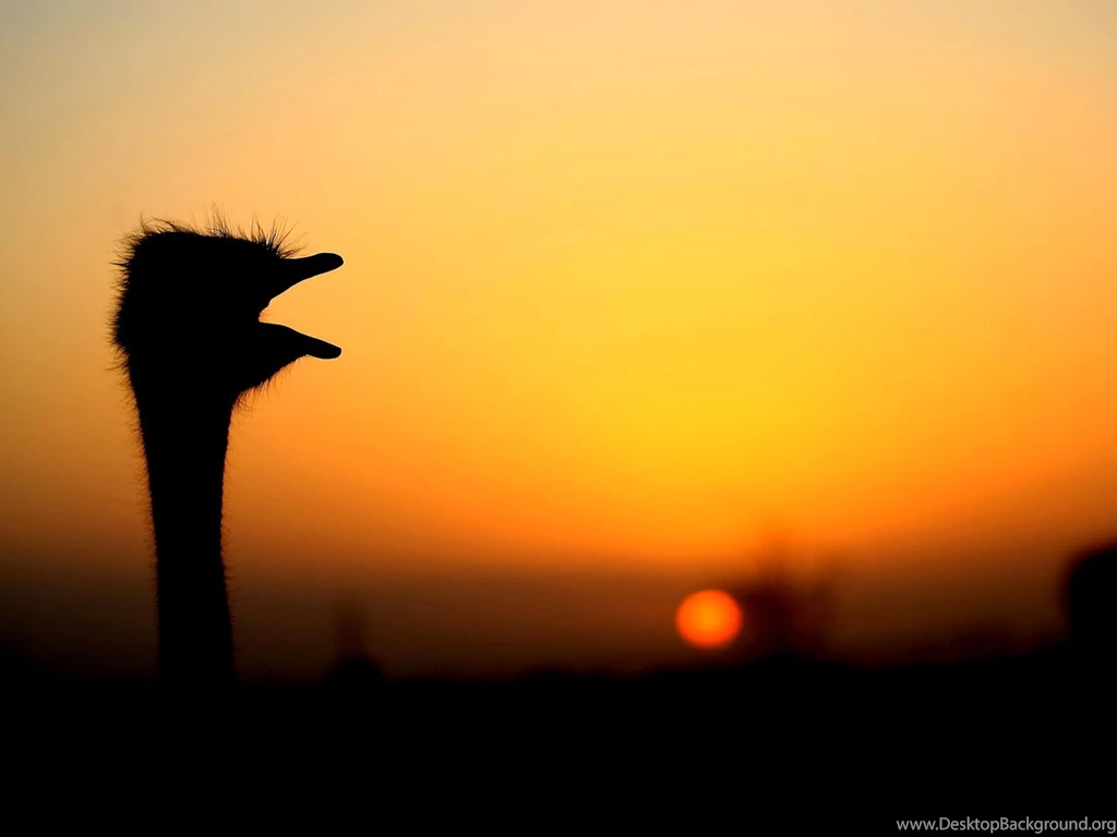 Ostrich Pictures Ostrich Birds Photo Gallery