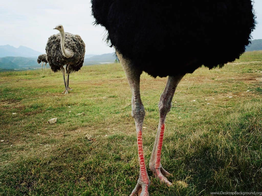 Free Ostrich Wallpapers Animals Town
