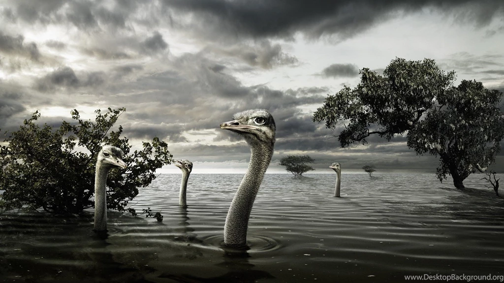 Trees Birds Wildlife Flood Ostrich Wallpapers