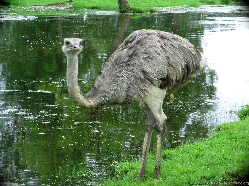 Free Ostrich Wallpapers Download Animals Town