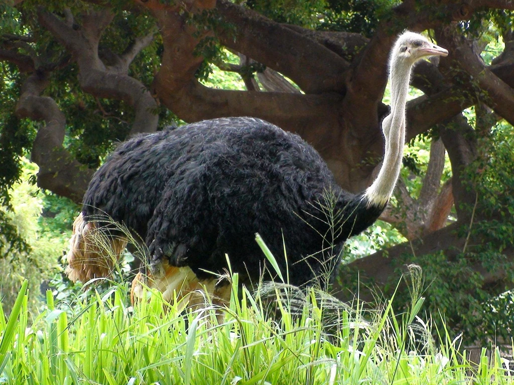 Ostrich Pictures, Images, Photos