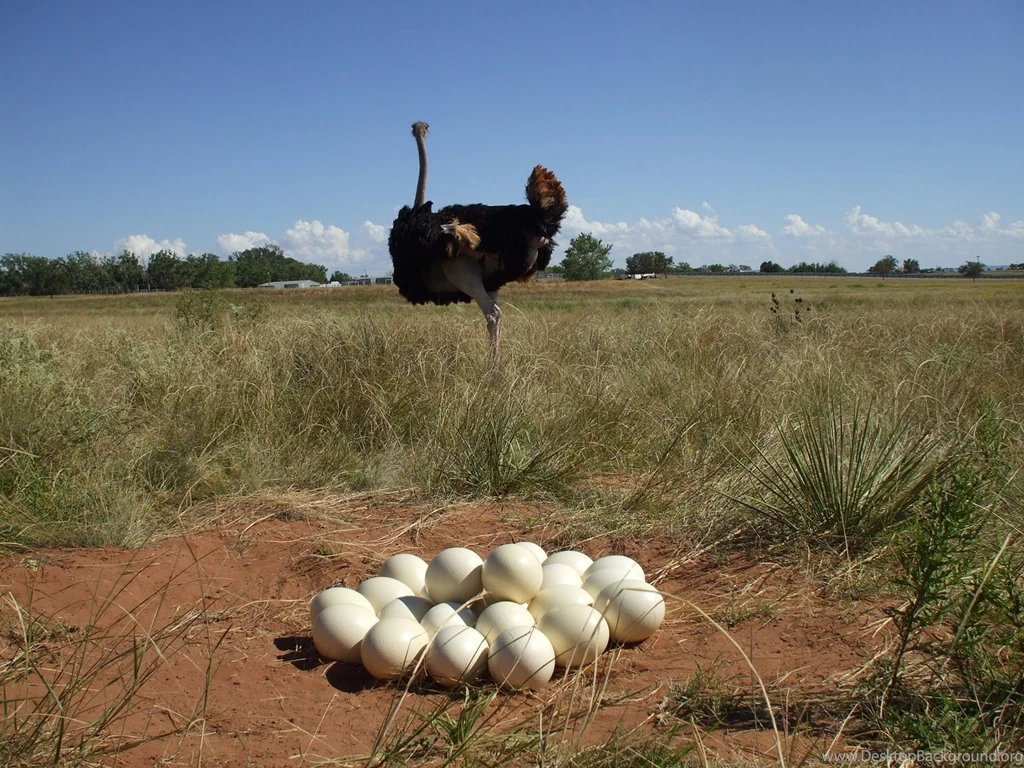 Ostrich Animals Wallpapers