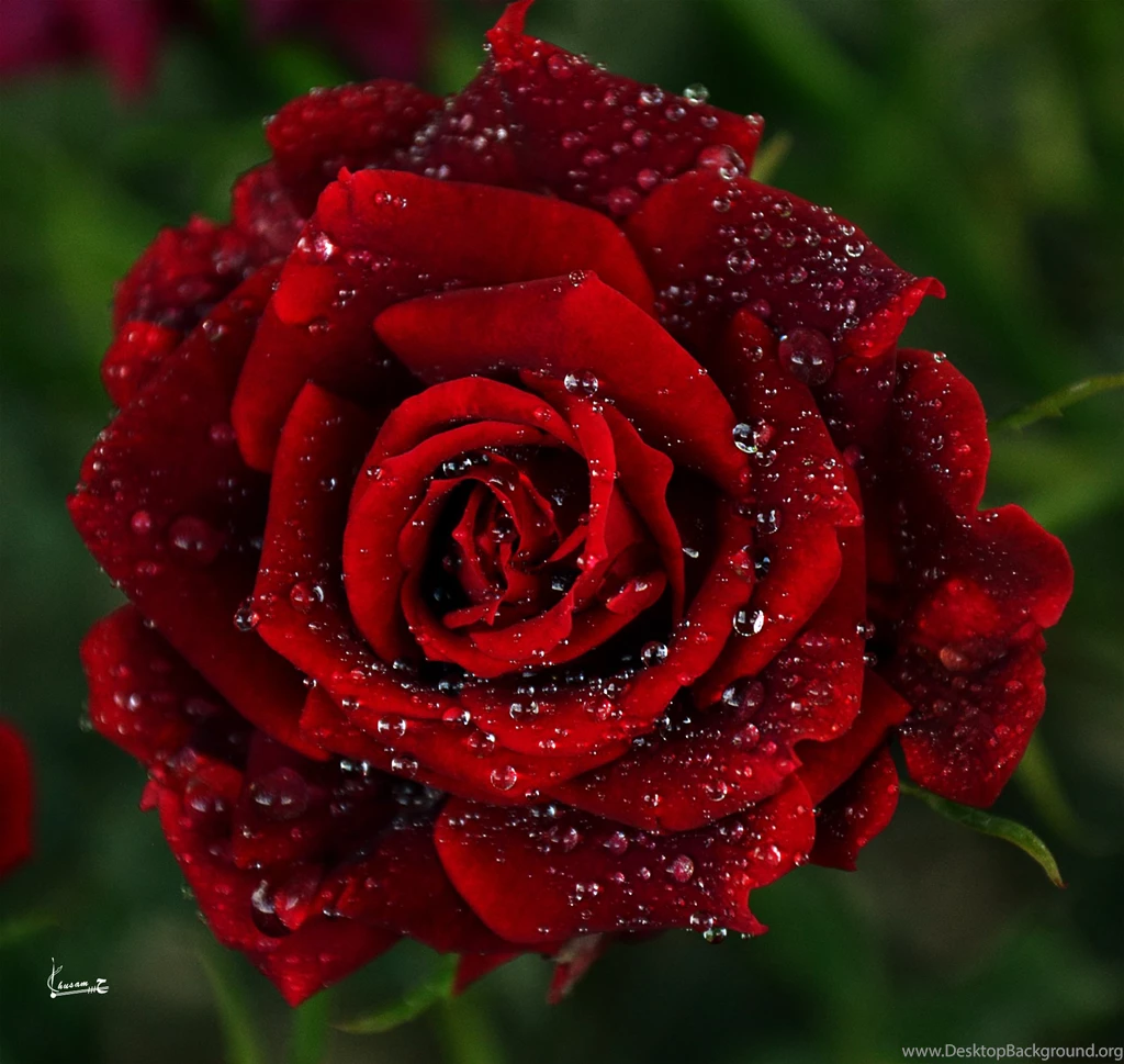 Flower Wallpapers Hd For Desktop Free Download