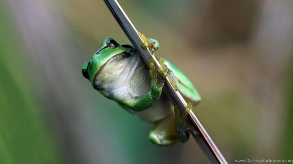 Funny Frogs Animals Online Wallpapers For Desktop, HQ Backgrounds ...
