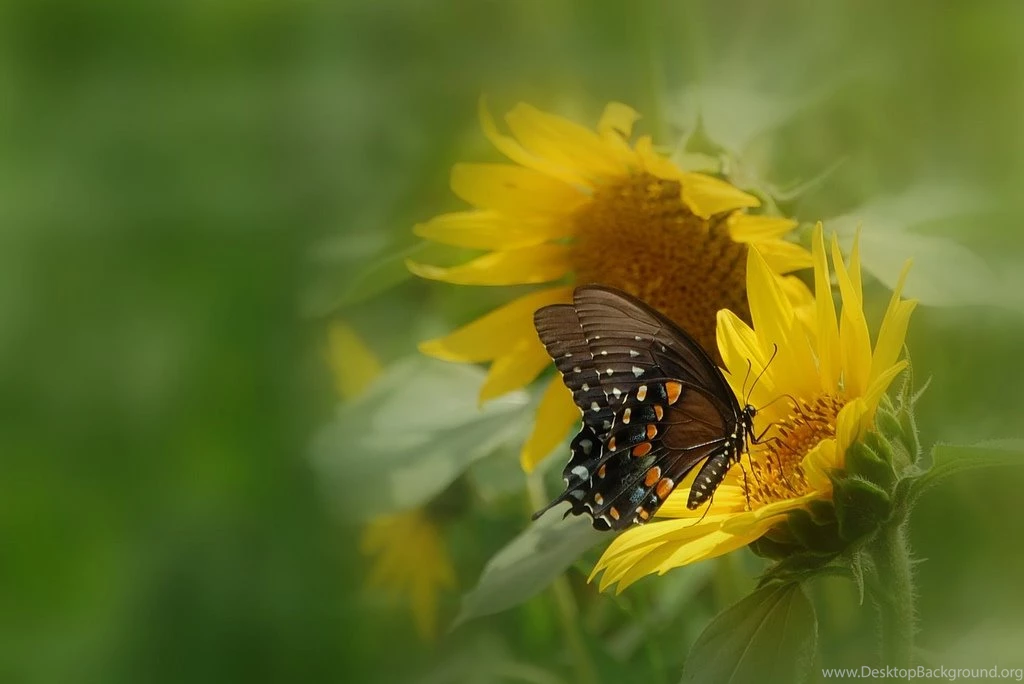 Butterfly Dream Aka Spicebush Swallowtail Butterfly On ...