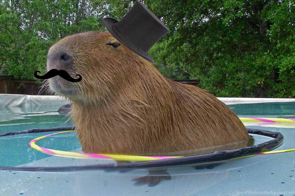 Giant Smug Capybara Standing In A Hoolahoop In A Pool ...