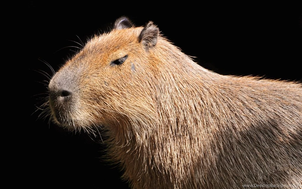 12 Capybara Wallpaper Backgrounds   Desktop Wallpapers