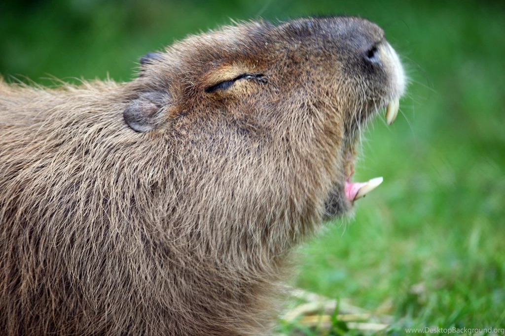 2560x1600px Capybara