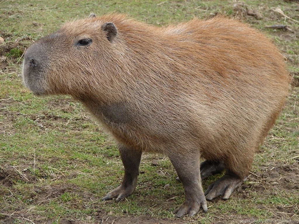 High Res Capybara Wallpapers