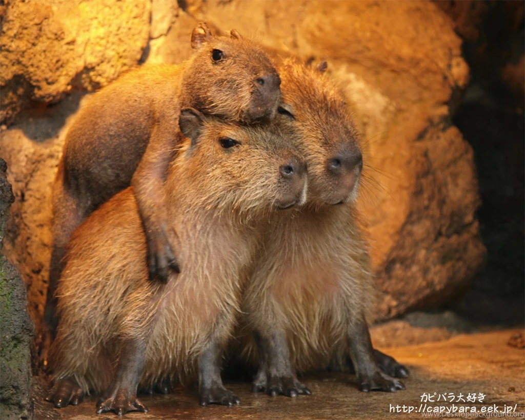 Capybara Memes — When You're Excited To See Your Friends But They...