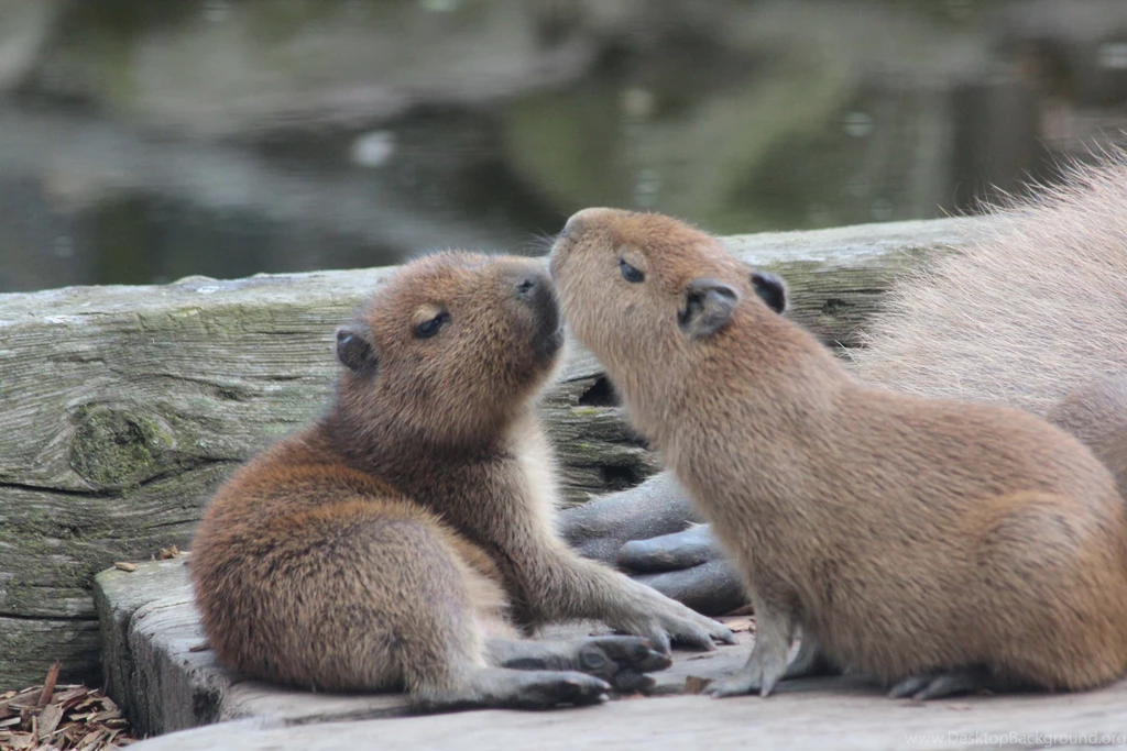 Capybara Wallpapers, Images, Photos, Pictures & Pics