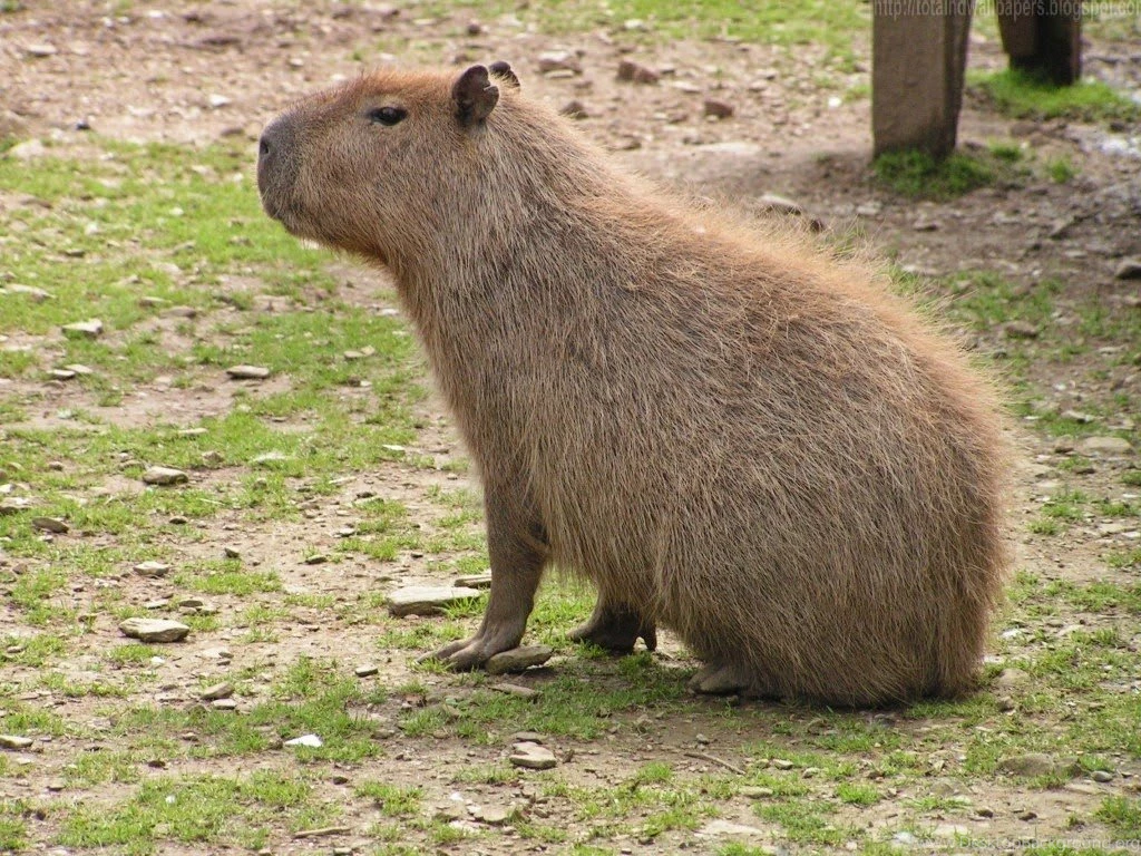 Capybara HD Wallpapers  I