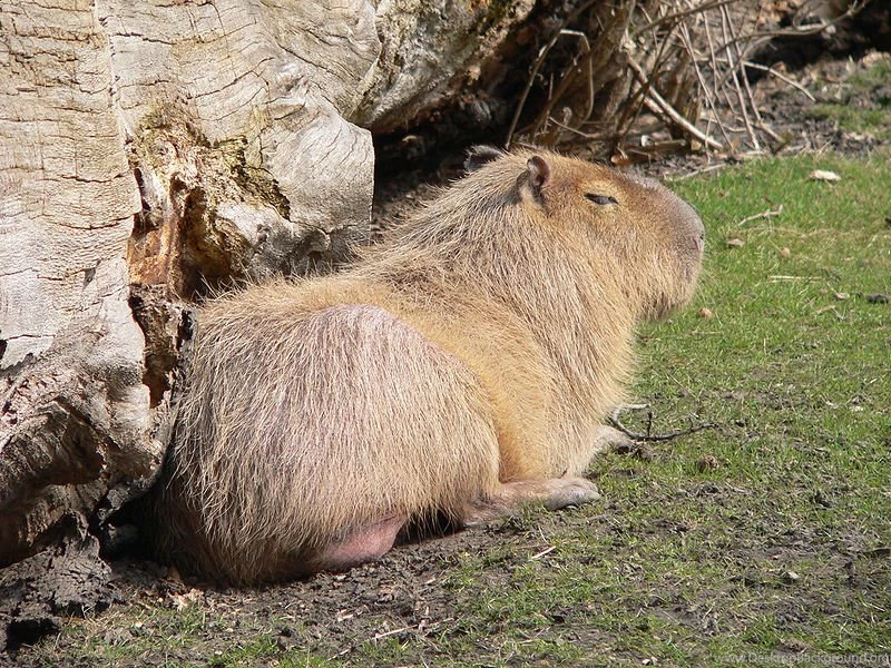 Capybara Wallpapers, Images, Photos, Pictures & Pics
