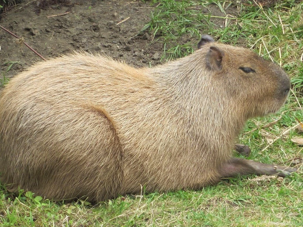 File:Capybara At SF Zoo 1.JPG Wikimedia Commons