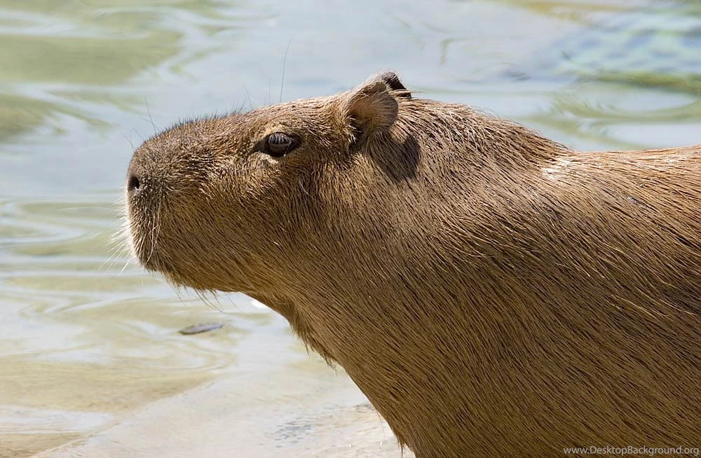 Capibara Wallpapers Animals Town