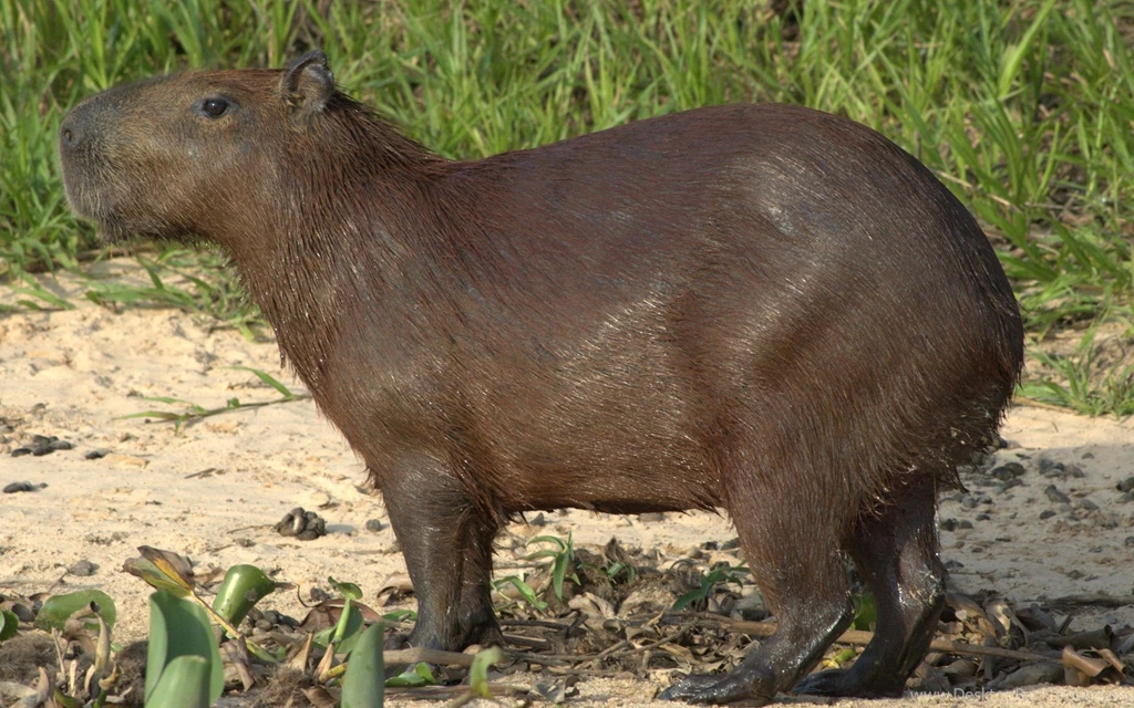 Wallpaperzi.com Page 17: Bloodbound Patrik Johansson Tomas Olsson ...