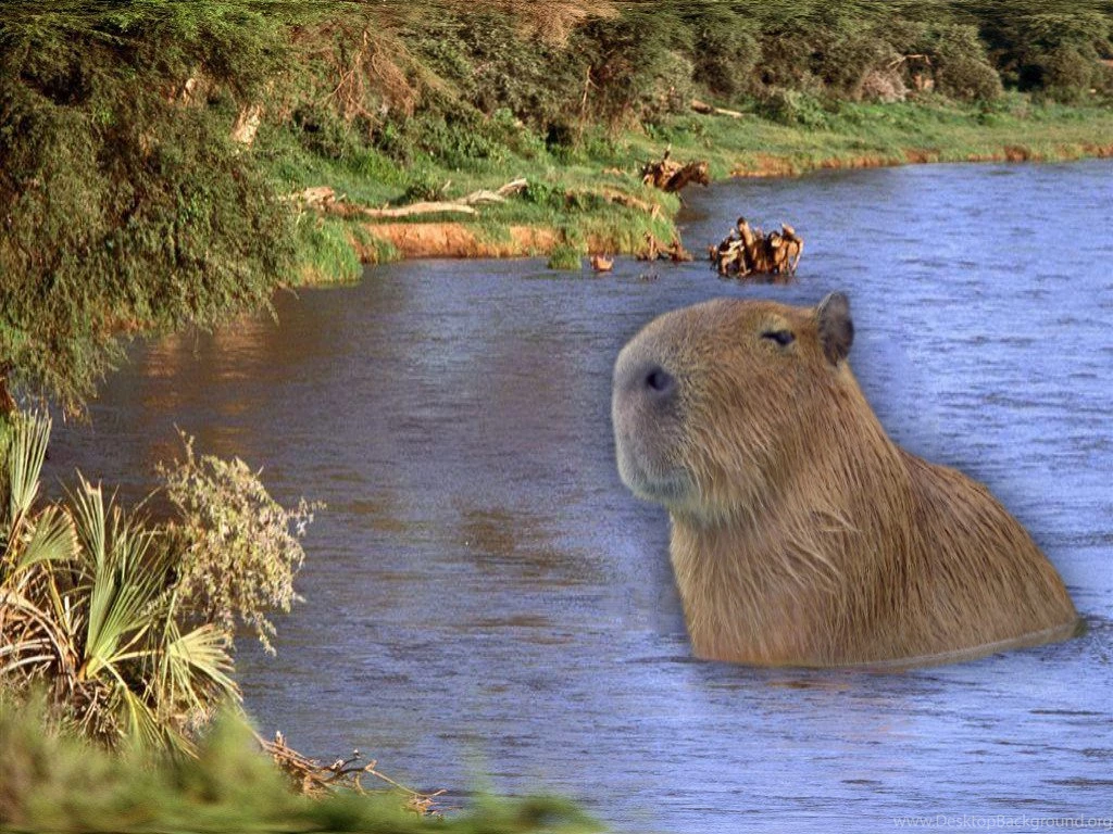 Giant Smug Capybara Standing In A Hoolahoop In A Pool ...