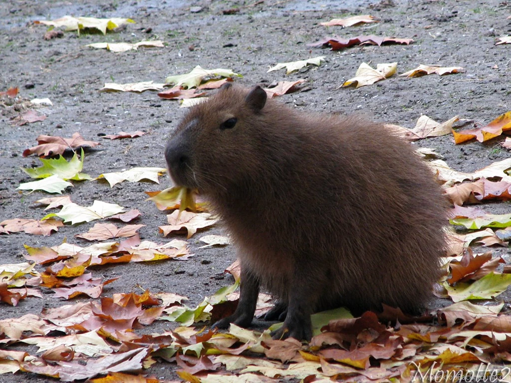 Capybara   DeviantArt