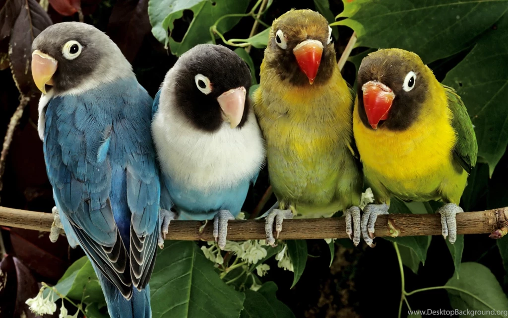 Love Birds Wallpapers