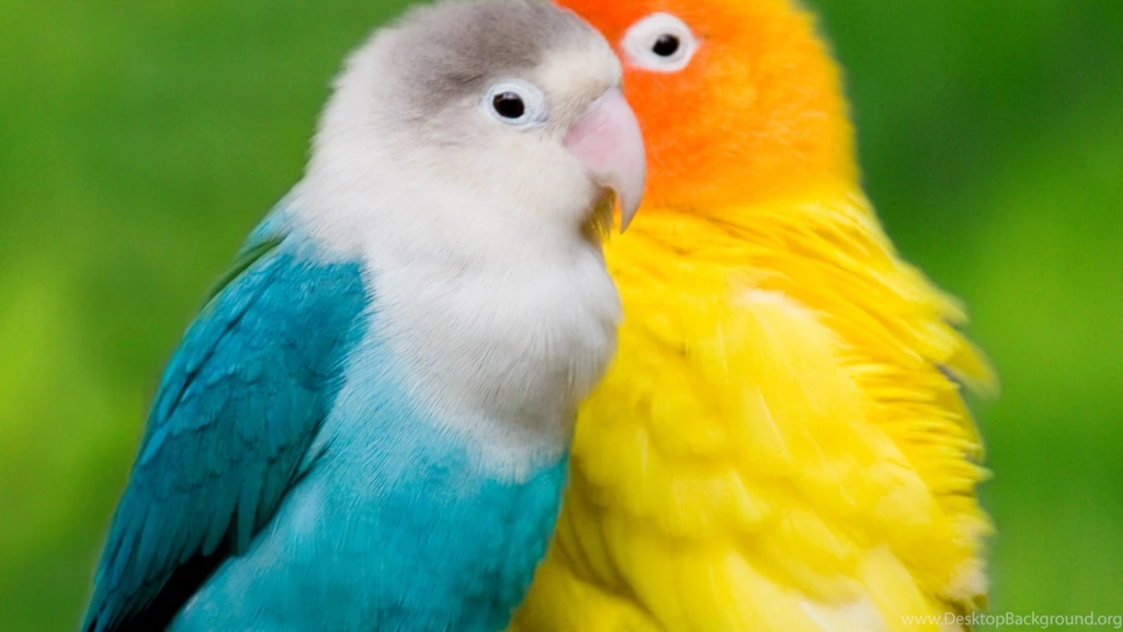 Love Bird Wallpapers HD Resolution – Wallpapers
