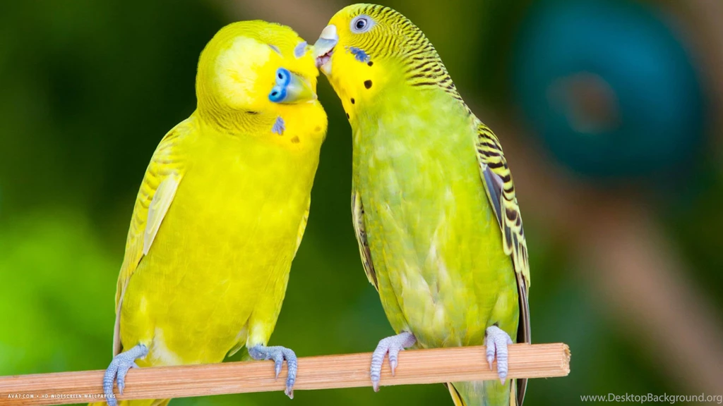 Love Birds Images Collection (43+)