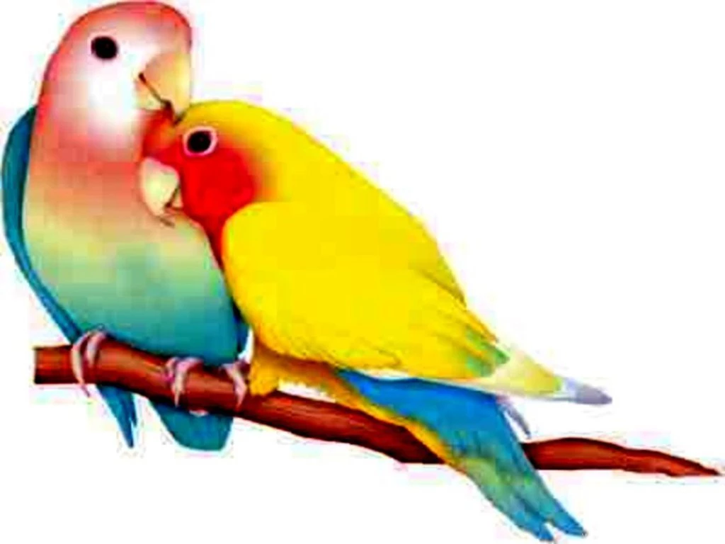 Love Birds Images