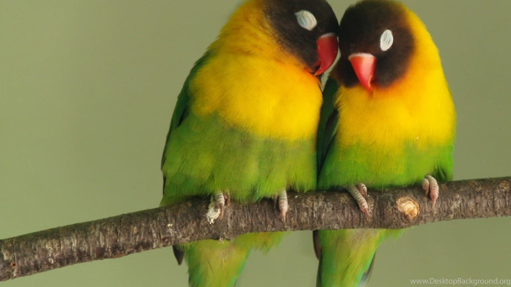 High Resolution Colorful Cute Love Bird Wallpapers HD 5 Full Size ...