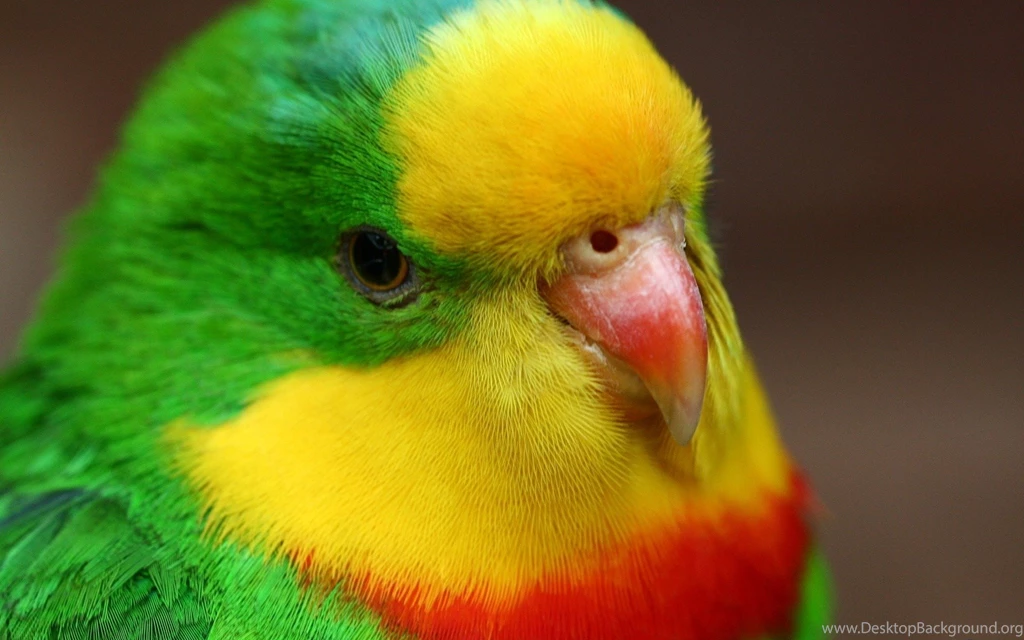 Cute Love Bird Wallpapers