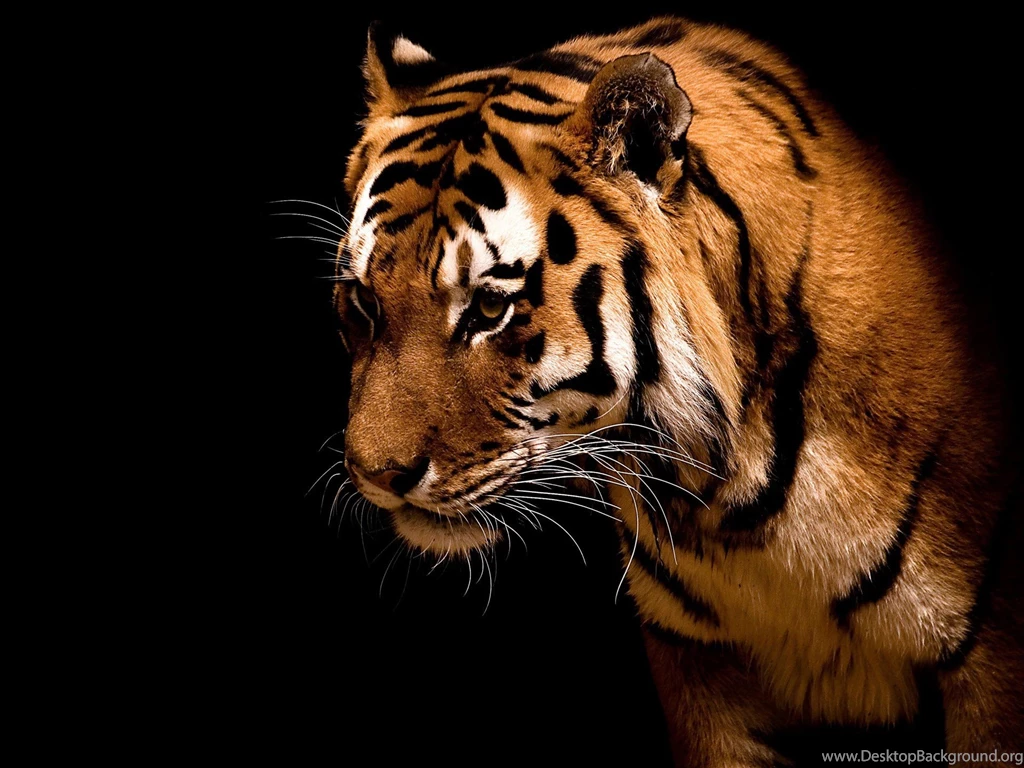 Desktop Images Of Large Cats